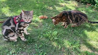 Mice bite! - Ifness Bengal Cattery by Ilona Koeleman-Lubbers 30 views 3 years ago 43 seconds