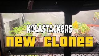 Propagation Station update - New Clones Old Mothers