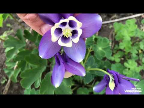 Моя Цветочная жизнь.Майские