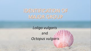 CEPHALOPOD: LOLIGO VULGARIS & OCTOPUS VULGARIS