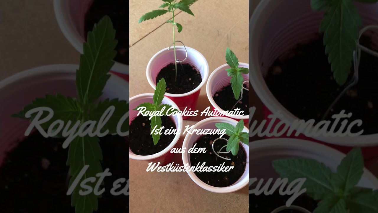 Strain Review Royal Cookies Automatic