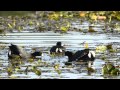 The American Coot