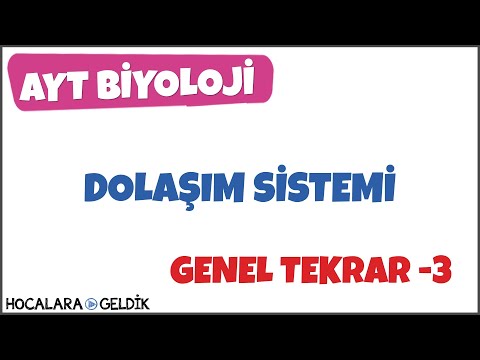 Dolaşım Sistemi, Kan Dolaşımı