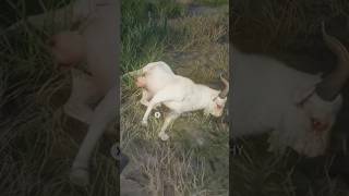 INSANE Albino Feral Goat On Scotland?!! TheHunter Call Of The Wild #cotw #thehunter