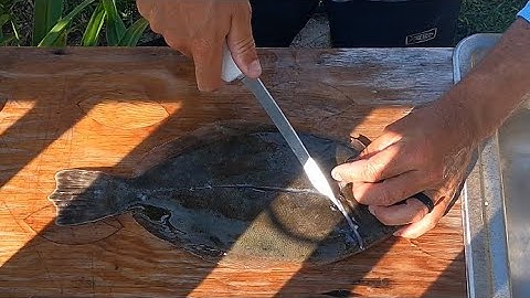 HOW TO FILLET A FLOUNDER | The Easy Way