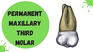 Maxillary Third Molar | Tooth Morphology Made Easy!