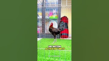 Raising Chickens Naturally: My Daily Routine with Happy Backyard Chickens
