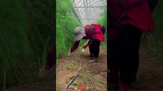 Harvest fresh sprouts of Asparagus in the early morning Satisfying shortsvideo