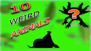 TOP 10 WEIRD ANIMALS (I recently discovered)