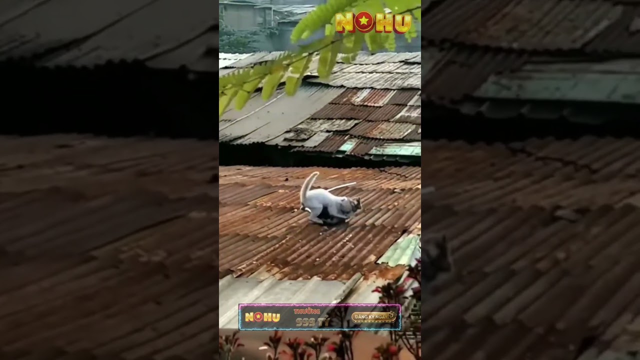 fountain of casino de monte carlo NOHU | YÊU ĐỘNG VẬT - Meo quyền nohu haihuoc dongvat animals pets shorts funny
