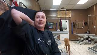 What would you do if a dog wasn’t picked up? Dog grooming by Size Matters Dog Grooming 2,118 views 1 year ago 2 minutes, 12 seconds