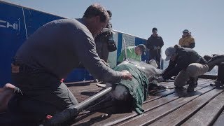 Nova Makes Shark Scientist's Dream Come True