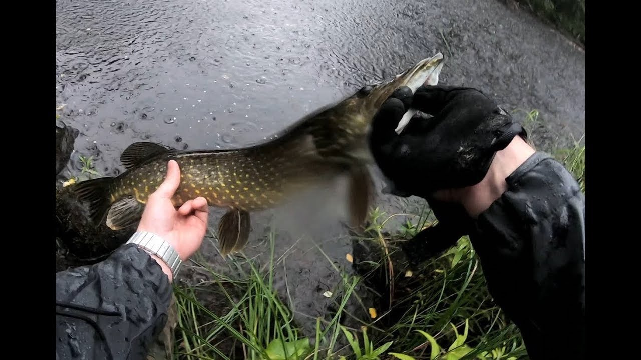 Amazing Pike strikes and heavy rain!