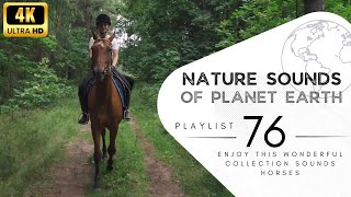 2 hours of pleasant natural sounds  Horses.