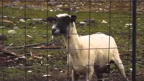 The Screaming Sheep Original Upload 1