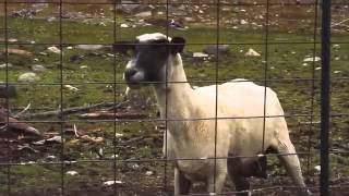 The Screaming Sheep Original Upload 1