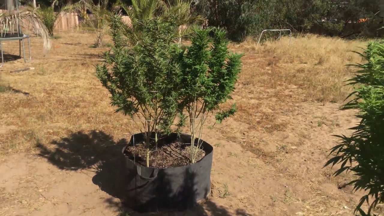 8/15 Oudoor Grow Update