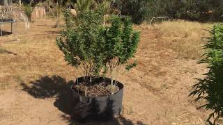 8/15 Oudoor Grow Update