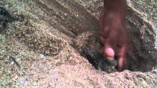 olive ridley | sea turtle | hatching | at  Chennai