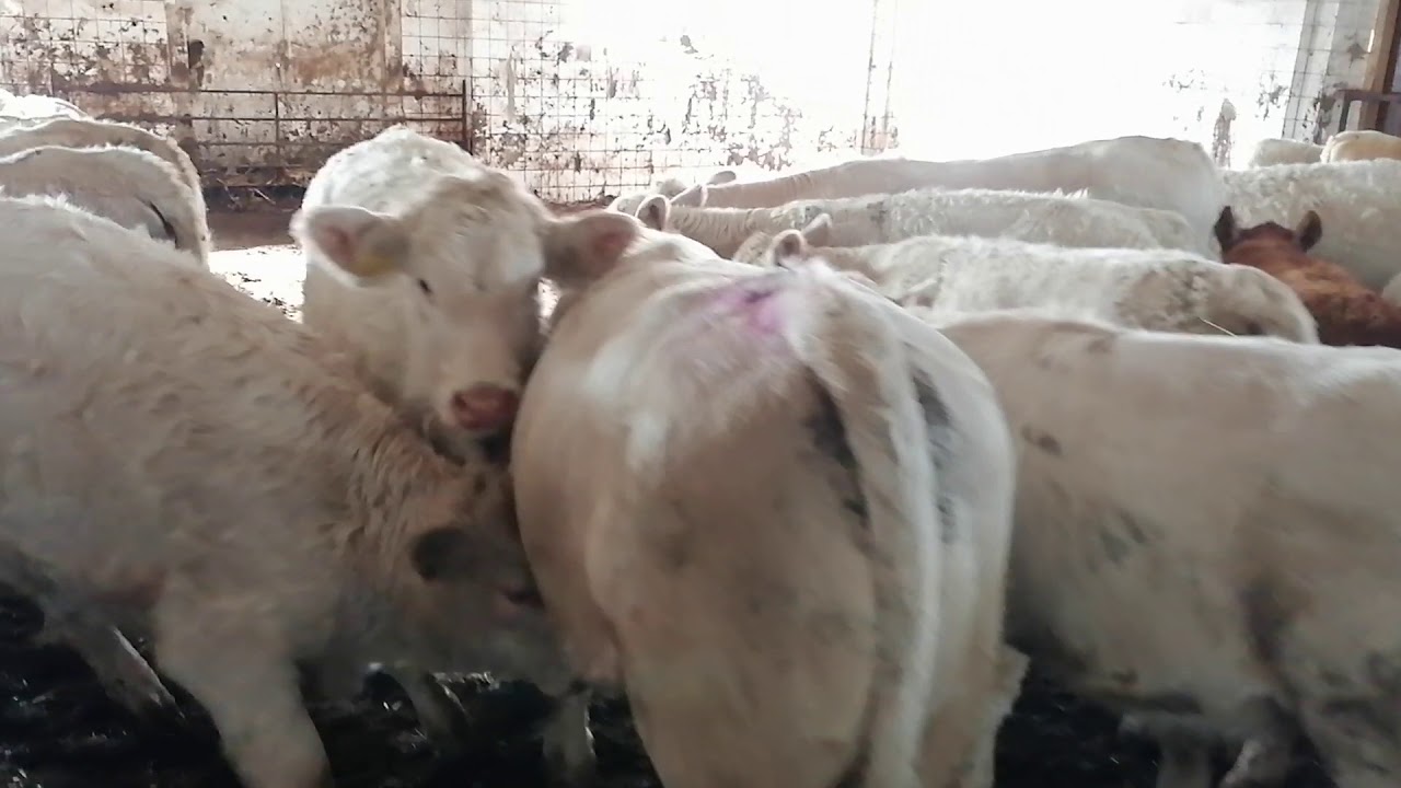 Telata 2020 odstav SD