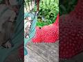 It’s a strawberry, Miku!