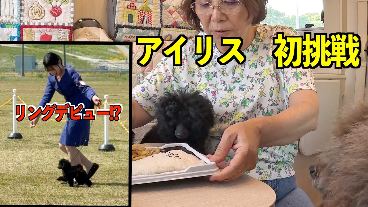 いぬ子です！ Iris's First Day in the Ring | Behind the Scenes at a Dog Show