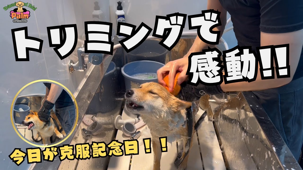 お待たせしました！噛み犬トリミングで最高の瞬間！飼い主さんと一緒に大喜び！