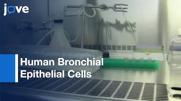 Primary Human Bronchial Epithelial Cells Grown From Explants l Protocol Preview