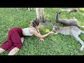 I’ll Teach You How To Become Friends With A Kangaroo Without Getting Punched! | Brisbane Couple Trip