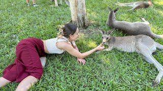 I’ll Teach You How To Become Friends With A Kangaroo Without Getting Punched! | Brisbane Couple Trip