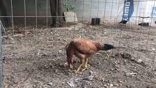 Hamlin asil pullet