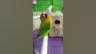 Lovebird konslet suara mirip Lb pusoko dan lb kusumo