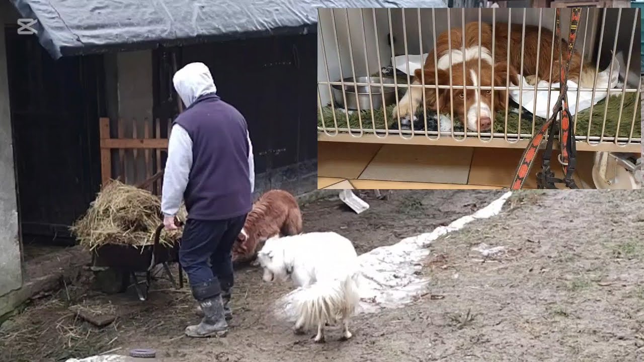 !!! VEĽKÉ UPRATOVANIE A NÁŠ CHORÝ SKAJKO !!