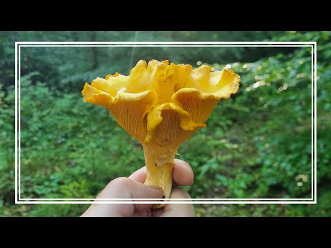 I visited the FOREST where 35 YEARS AGO I learned to RECOGNIZE and PICK MUSHROOMS 🍄‍🟫🍄‍🟫🍄‍🟫