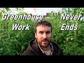 Hydroponic Tomato Farming | Weekly Plant Maintenance  | Wishwell Farms vlog 10