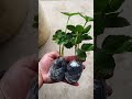 Creamy Sweet Strawberry Seedlings 🍓 #StrawberrySeedlings #CreamStrawberry