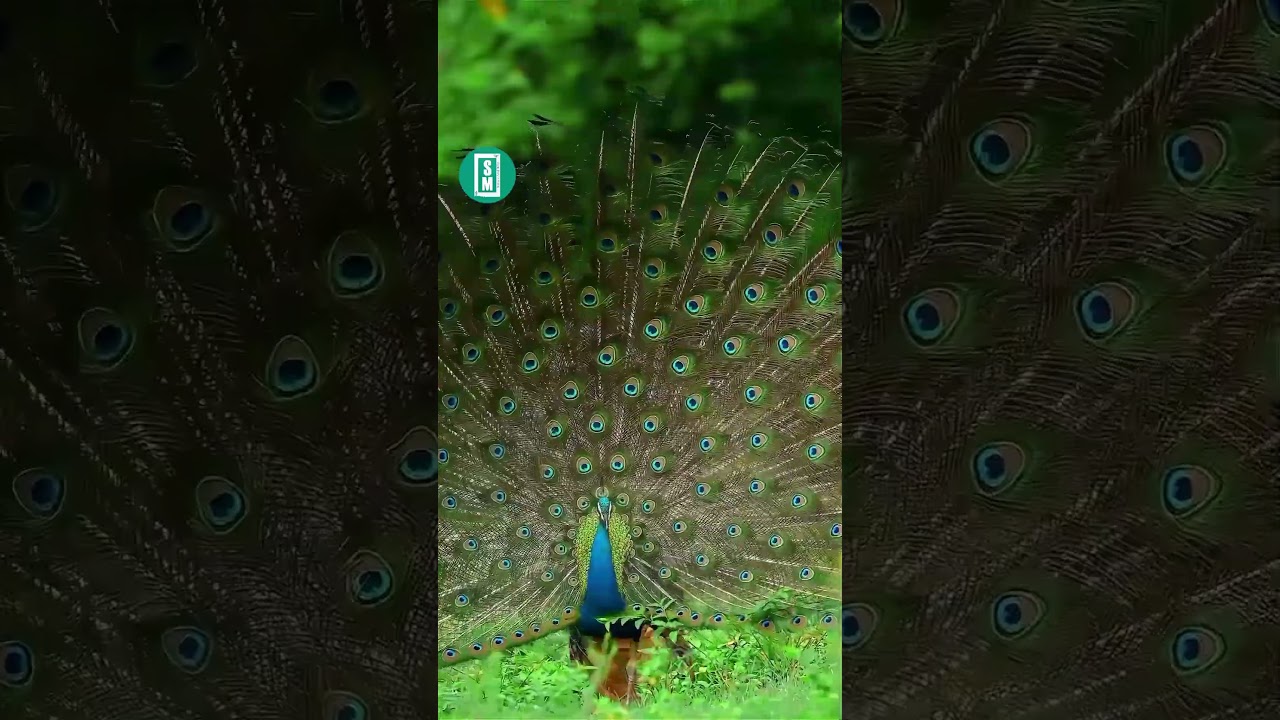 “Dancing Peacock “ 