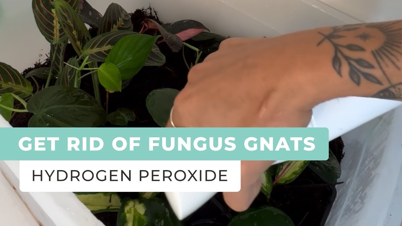 How to Get Rid of Fungus Gnats in Houseplants