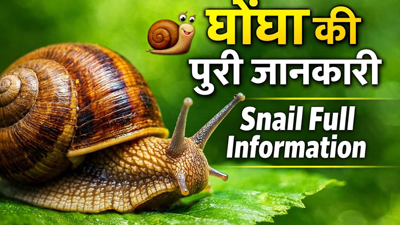 घोंघा (Snail) की पूरी जानकारी | Snail Full Information in Hindi