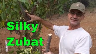 Silky Zubat Arborist Handsaw, Tree Climbers Best Handsaw Review