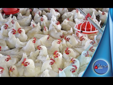 شاهد فى جدعان مصر مهندس هجر البترول لتربية الدواجن وحقق اعلى انتاجية فى الدورة الواحدة