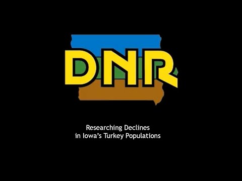Researching declines in Iowa's turkey populations, Iowa DNR