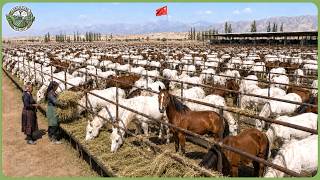Inside China’s Massive Xinjiang Agriculture – Millions of Tons Harvested in Extreme Weather