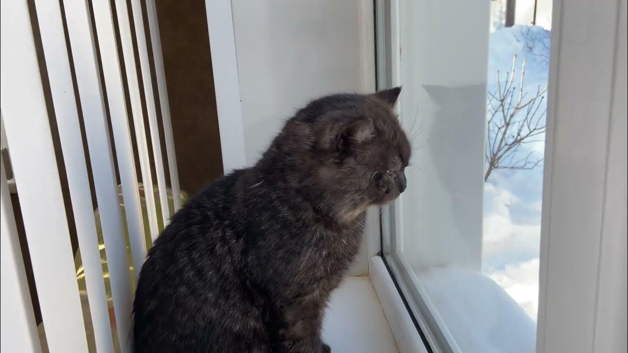 Мыр проснулся - YouTube