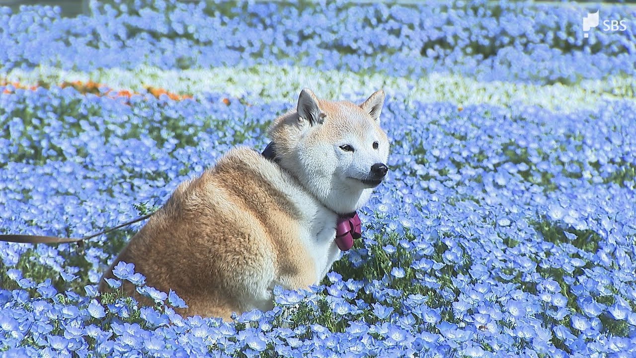 300,000 nemophila flowers are in full bloom at Hamana Lake Garden