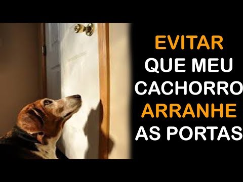 Como Evitar Que Meu Cachorro Arranhe as Portas - Aprenda a Fazer o Cão Para de Arranhar as Coisas