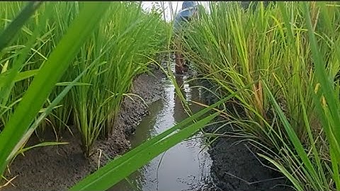 Đuổi cá rô non trên mương ruộng