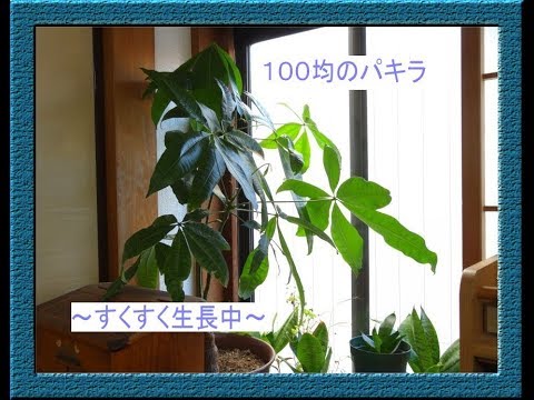 100均のパキラ すくすく生長中 元100円のミニ観葉植物 Risの園芸日記 17 08 28 Youtube