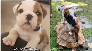 Funniest Cats and Dogs part 4 🐶🐱 | Funny Animal Videos #dogcatvideosfunny