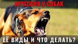📝🐕🐾 Агрессия собак: виды и методы коррекции